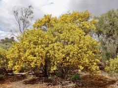 Senna artemisioides coriacea