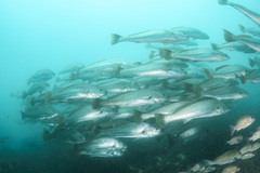 Argyrosomus japonicus