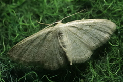 Idaea subsericeata