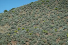 Tylecodon paniculatus