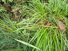 Carex stipata