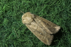 Mythimna albipuncta