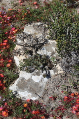 Euphorbia caput-medusae