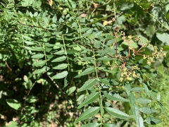 Zanthoxylum schinifolium