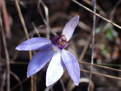 Cyanicula caerulea