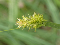 Carex stipata
