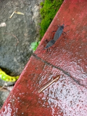 Hemiptera