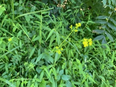 Patrinia scabiosifolia