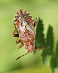 Stictopleurus punctatonervosus