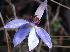Cyanicula caerulea