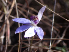 Cyanicula caerulea
