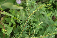 Uroleucon nigrotuberculatum