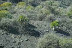 Tylecodon paniculatus