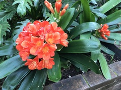 Clivia