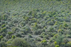 Tylecodon paniculatus