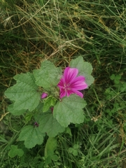Malva sylvestris mauritiana