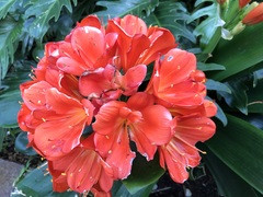 Clivia