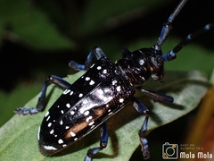 Anoplophora chinensis