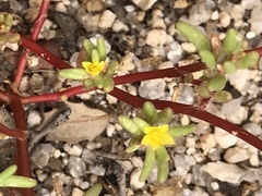 Portulaca halimoides