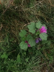Malva sylvestris mauritiana