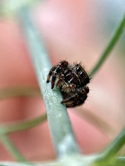 Phidippus audax