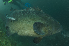 Epinephelus lanceolatus