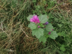 Malva sylvestris mauritiana