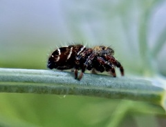 Phidippus audax