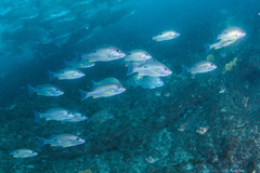 Lutjanus russellii