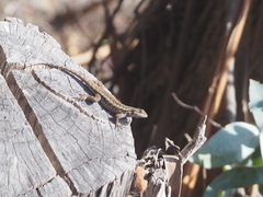 Sceloporus occidentalis bocourtii