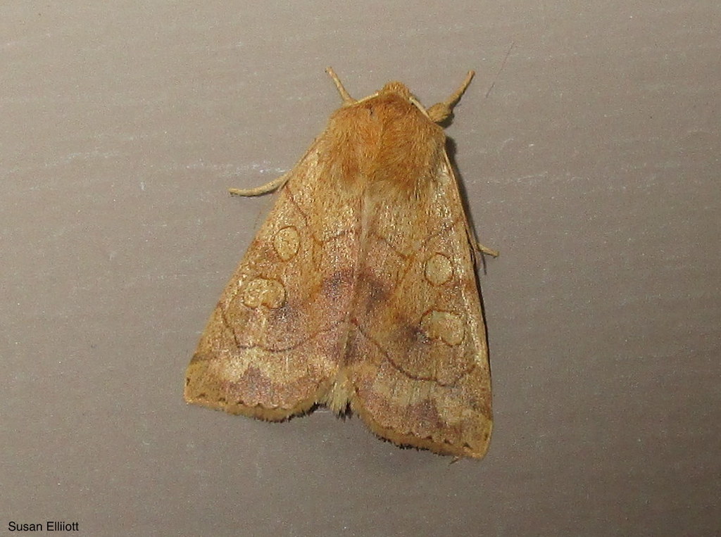Enargia