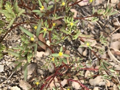 Portulaca halimoides