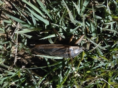 Lethocerus indicus