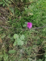Malva sylvestris mauritiana