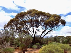 Eucalyptus oleosa oleosa