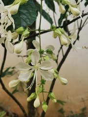 Clerodendrum laevifolium