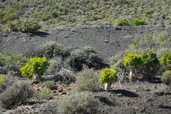 Tylecodon paniculatus