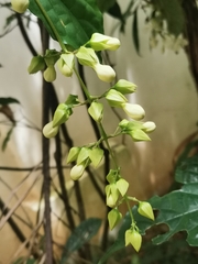 Clerodendrum laevifolium