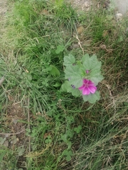 Malva sylvestris mauritiana