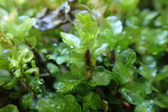 Mniaceae
