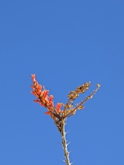 Fouquieria splendens splendens
