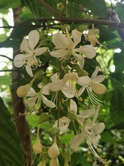 Clerodendrum laevifolium