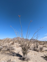 Fouquieria splendens splendens