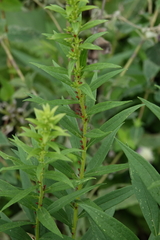 Uroleucon nigrotuberculatum