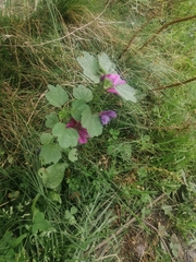 Malva sylvestris mauritiana