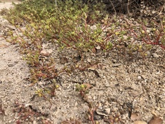 Portulaca halimoides