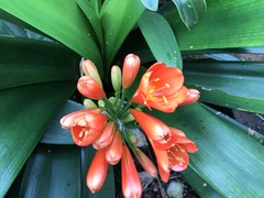 Clivia