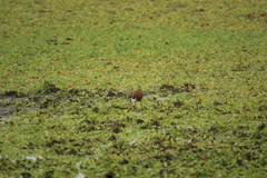 Actophilornis africanus