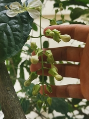 Clerodendrum laevifolium