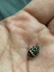 Orsilochides scurrilis